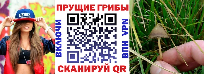 Псилоцибиновые грибы Psilocybine cubensis магазин продажи наркотиков Алексин